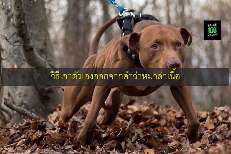 วิธีเอาตัวเองออกจากคำว่าหมาล่าเนื้อ